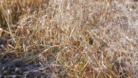 Wild-meadow-grass-on-frosty-morning
