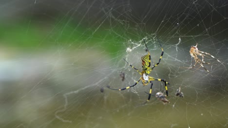 Trichonephila-Clavata---Joro-Spider-Resting-On-Its-Web