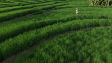 Cinematic-aerial-of-girl-traveler-walking-in-iconic-rice-field-in-Bali