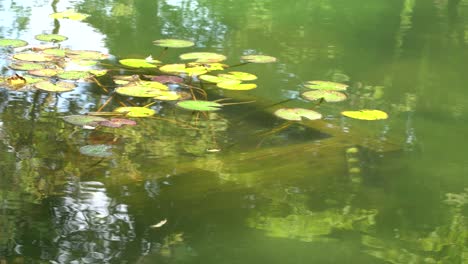 Seerosen-Schwimmen-Auf-Dem-Wasser-Mit-Fischen-Im-Garten-Des-Koreanischen-Tempels-Im-Herbst