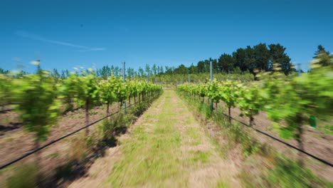 Drone-aerial-of-vineyard-vines-in-rows