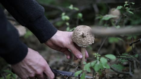 Hands-of-a-caucasian-man-slicing-through-the-stem-of-a-tall-mushroom-in-the-forest,-SLOW-MOTION