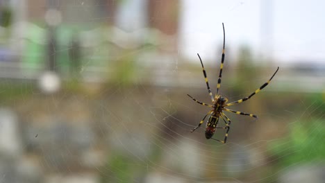 Joro-spider,-Banana-spider-weaving-web-close-up-female