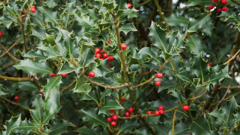 A-holly-bush-with-red-berries-sways-gently-in-the-autumn-breeze
