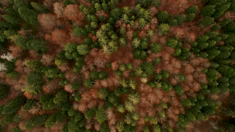Drone-top-down-view-of-an-autumn-pine-forest