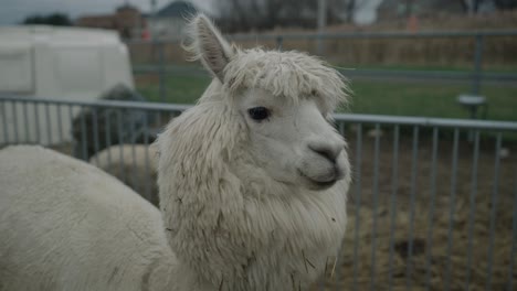 Cute-White-Furry-Alpaca-Looking-Shy-At-Camera-In-Coaticook-Farm-In-Quebec,-Canada---Slow-Motion
