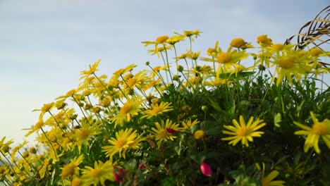 Gelbe-Gänseblümchenblumen-Beginnen-Sich-Mit-Steigendem-Wind-Zu-Bewegen