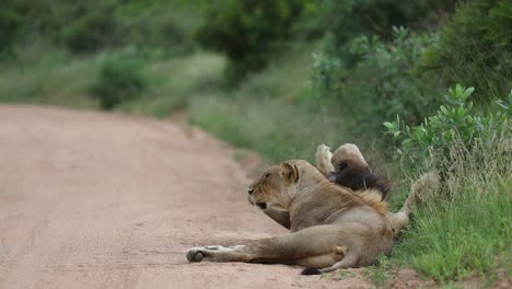 Wide-shot-of-a-male-lion-rolling-over-next-to-his-lioness-laying-next-to-the-road,-Kruger-National-Park