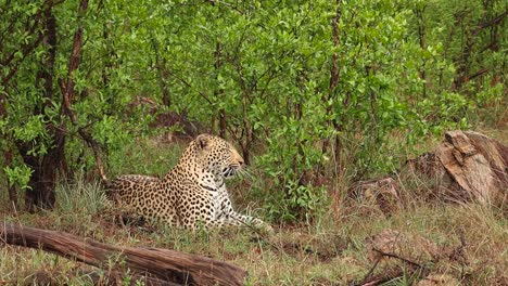 Male-leopard-laying-in-the-lush-green-landscape-and-yawning-before-he-gets-up-and-walks-out-the-frame