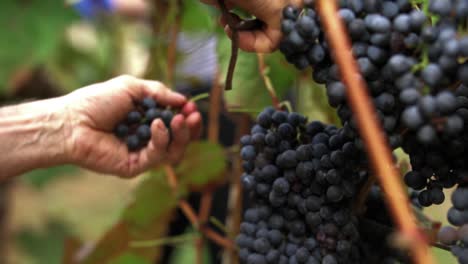 Hands-of-an-older-caucasian-man-cutting-off-a-big-cluster-of-red-grapes-during-the-autumn-harvest,-SLOW-MOTION