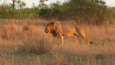 Eine-Kamerafahrt-Eines-Männlichen-Löwen,-Der-Im-Goldenen-Licht-Durch-Die-Trockene-Savanne-Geht