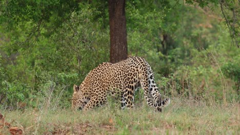 Wide-shot-of-a-male-leopard-following-a-scent-trail,-Kruger-National-Park