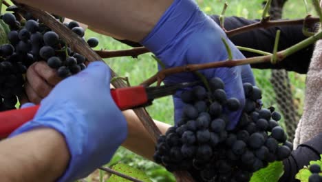 Close-up-view-of-people-picking-red-grapes-during-the-autumn-harvest,-SLOW-MOTION