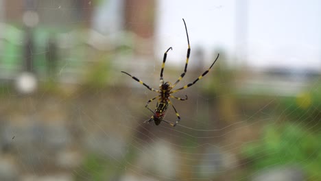 Joro-Banana-Spider-Tejiendo-Web---4k-De-Cerca
