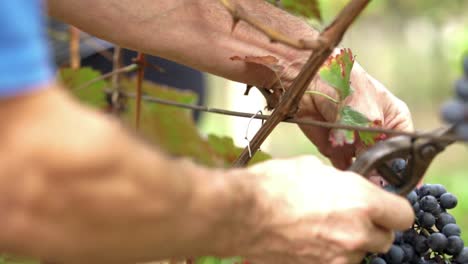 Older-white-man-cutting-off-a-large-cluster-of-red-grapes-during-the-autumn-harvest,-SLOW-MOTION