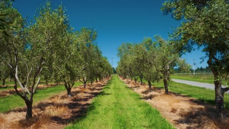 Olive-grove-on-sunny-summer-day-with-long-grass-in-between-rows