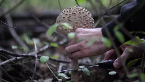 Caucasian-male-cutting-through-the-stem-of-big-mushroom-with-knife-in-the-forest,-SLOW-MOTION