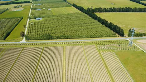 Drone-aerial-of-vineyard-vines-in-rows