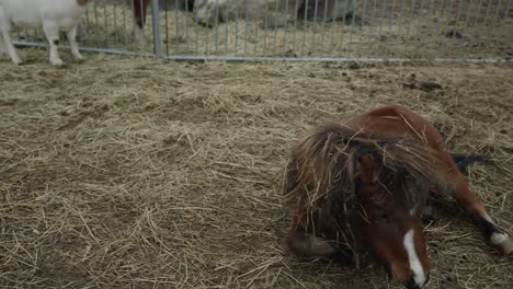 Funny-Brown-Miniature-Horse-Rolling-On-A-Hay-In-A-Farm-Ranch-In-Coaticook,-Quebec,-Canada---Medium-Shot,-Slow-Motion