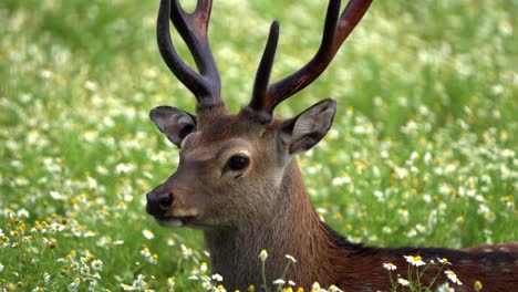 Red-deer-in-the-natural-environment,-wild-animal
