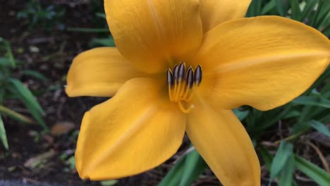 Daylily-with-yellow-petals-and-stamens-swaying-in-the-wind-surrounded-by-green-foliage