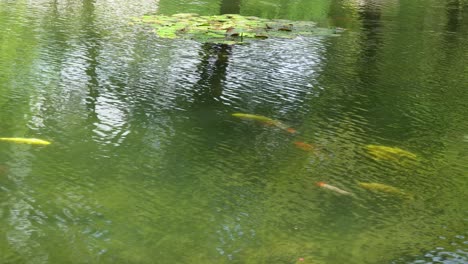 Bunte-Hübsche-Koi-Fische-Schwimmen-In-Einem-Grünen-Teich-In-Einem-Koreanischen-Tempelgarten