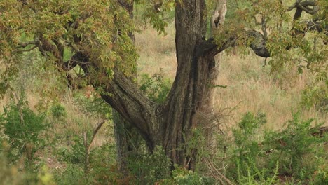 Eine-Extreme-Weitwinkelaufnahme-Eines-Männlichen-Leoparden,-Der-Auf-Einen-Jackelberry-Baum-Im-Krüger-Nationalpark-Klettert