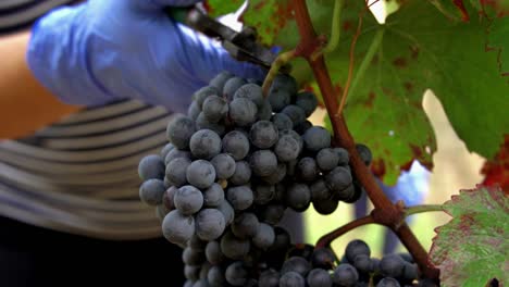 Close-up-view-of-a-caucasian-woman-cutting-of-a-big-cluster-of-red-grapes,-SLOW-MOTION