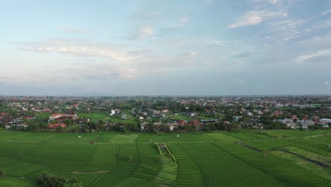 Antenne-über-Canggu-Reisfeldern-Im-Ländlichen-Bali-Während-Eines-Ruhigen-Morgens