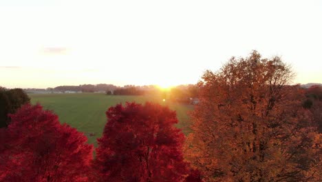 Aerial-of-red-crimson-and-yellow-autumn-fall-foliage-during-sunrise,-sunset