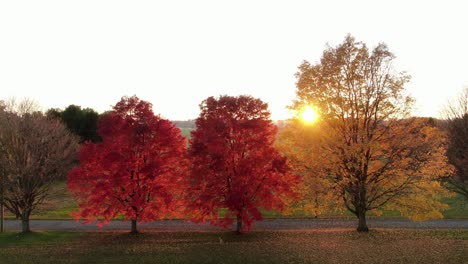 Gelbe-Und-Rote-Ahornbäume-Im-Herbstsonnenuntergang-Zur-Goldenen-Stunde