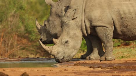 Un-Primer-Plano-Medio-De-ángulo-Bajo-De-Dos-Rinocerontes-Blancos-Bebiendo