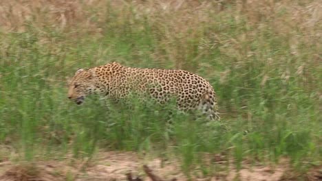 Eine-Tracking-Seitenansicht-Eines-Männlichen-Leoparden,-Der-Durch-Das-Hohe-Gras-Geht