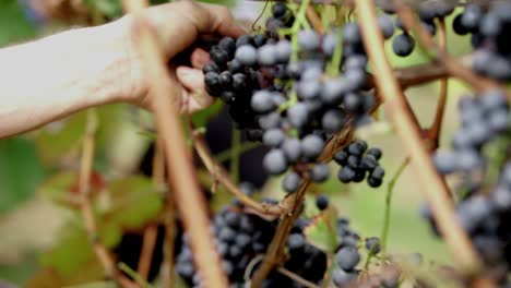 Hands-of-older-caucasian-male-showing-of-a-big-cluster-of-red-grapes-during-the-autumn-harvest,-SLOW-MOTION