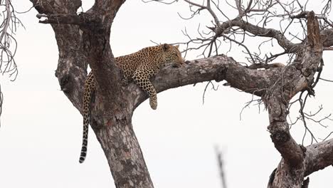 A-leopard-laying-high-up-in-a-marula-tree,-Kruger-National-Park