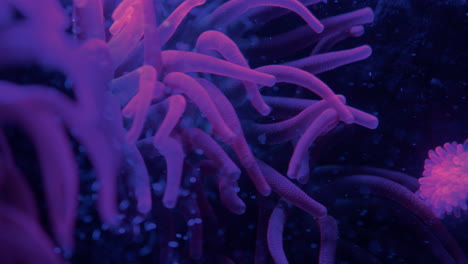 Close-up-of-a-bioluminescent-sea-anemone,-tentacles-float-in-an-aquarium-tank,-air-bubbles-up