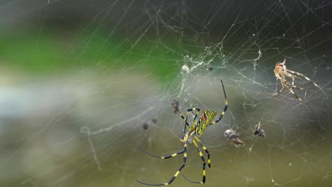 Joro-Banana-Spider-Arrastrándose-Por-La-Web