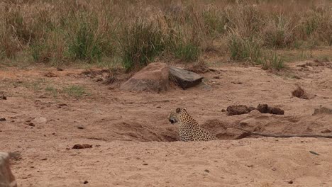 A-leopard-sits-up-at-in-a-waterhole-which-elephants-created-in-the-dry-riverbed-and-scanning-his-surroundings,-Kruger-National-Park