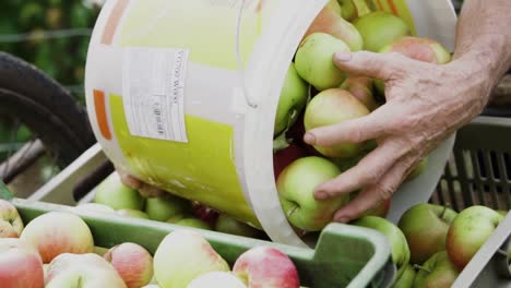 An-old-caucasian-man-carefully-pouring-picked-apples-into-plastic-cases-for-storage,-SLOW-MOTION
