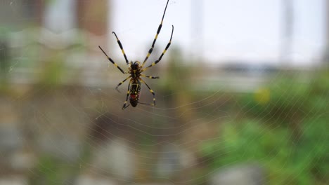 Beautiful-Asian-Joro-Banana-Spider-weaving-it's-web--close-up