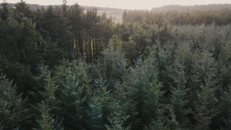 Sliding-aerial-view-of-dense-pine-tree-forest,-tilt-up