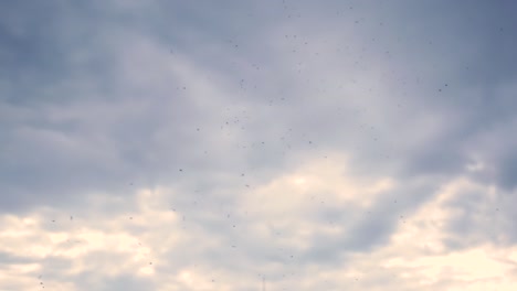 Swarm-Of-Insects-Flying-Against-A-Cloudy-Sky---Low-Angle-Shot