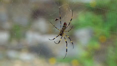 Asian-Joro-banana-spider-moving-legs-on-the-web