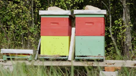 Hundreds-of-bees-flying-around-colorful-homemade-wooden-hives-in-the-back-yard,-SLOW-MOTION