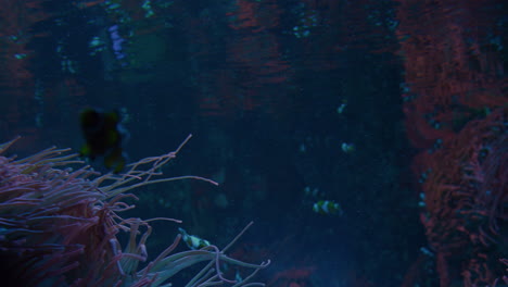Breite-Aufnahme-Von-Clownfischen,-Die-In-Einem-Aquarium-Um-Seeanemonen-Herumschwimmen