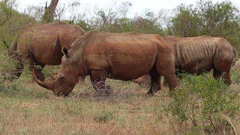Un-Grupo-De-Rinocerontes-Blancos-Alimentándose-Mientras-Caminan-Por-El-Marco,-Parque-Nacional-Kruger