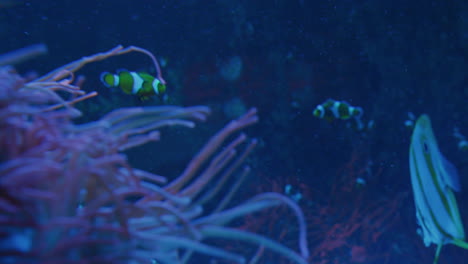 Die-Tentakel-Einer-Großen-Seeanemone-Fließen-In-Einem-Riesigen-Aquariumbecken,-Während-Sich-Geschäftige-Clownfische-Durch-Den-Hintergrund-Bewegen,-Der-Fokus-Wechselt-Zwischen-Der-Anemone-Und-Dem-Fisch
