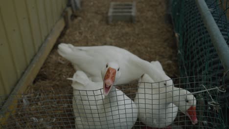 White-Domestic-Angry-Goose-Hissing-On-A-Rural-Farm-In-Coaticook,-Quebec-Canada,-High-Angle-Shot
