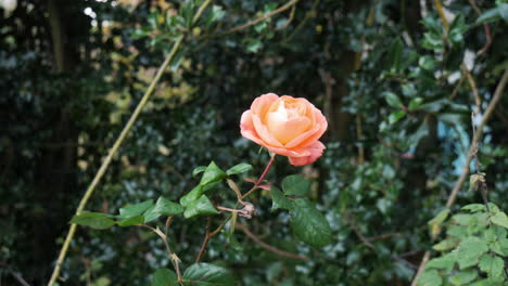 A-wild-pink-rose-sways-gently-in-the-breeze-among-the-green-holly-bushes
