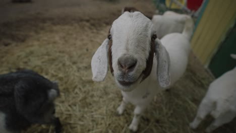 Cute-Boer-Goat-Breed-Looking-At-Camera-In-A-Farm-Backyard-In-Coaticook,-Quebec,-Canada---Closeup,-Slow-Motion